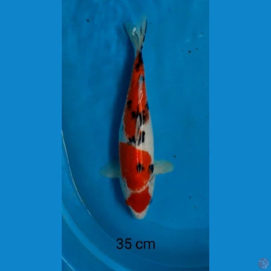 maruten sanke 35 cm