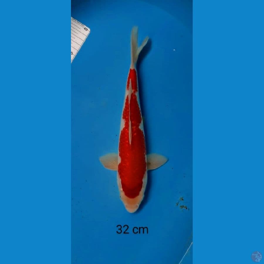kohaku merah strong 32 cm