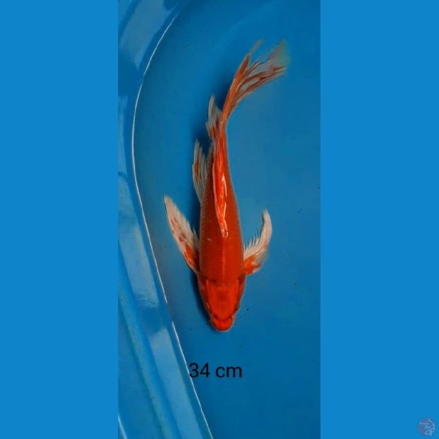 kumpay orange