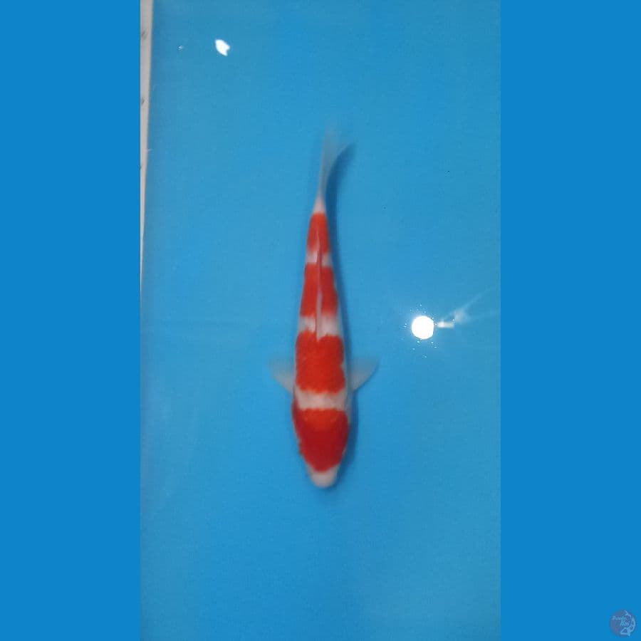 kohaku step 4