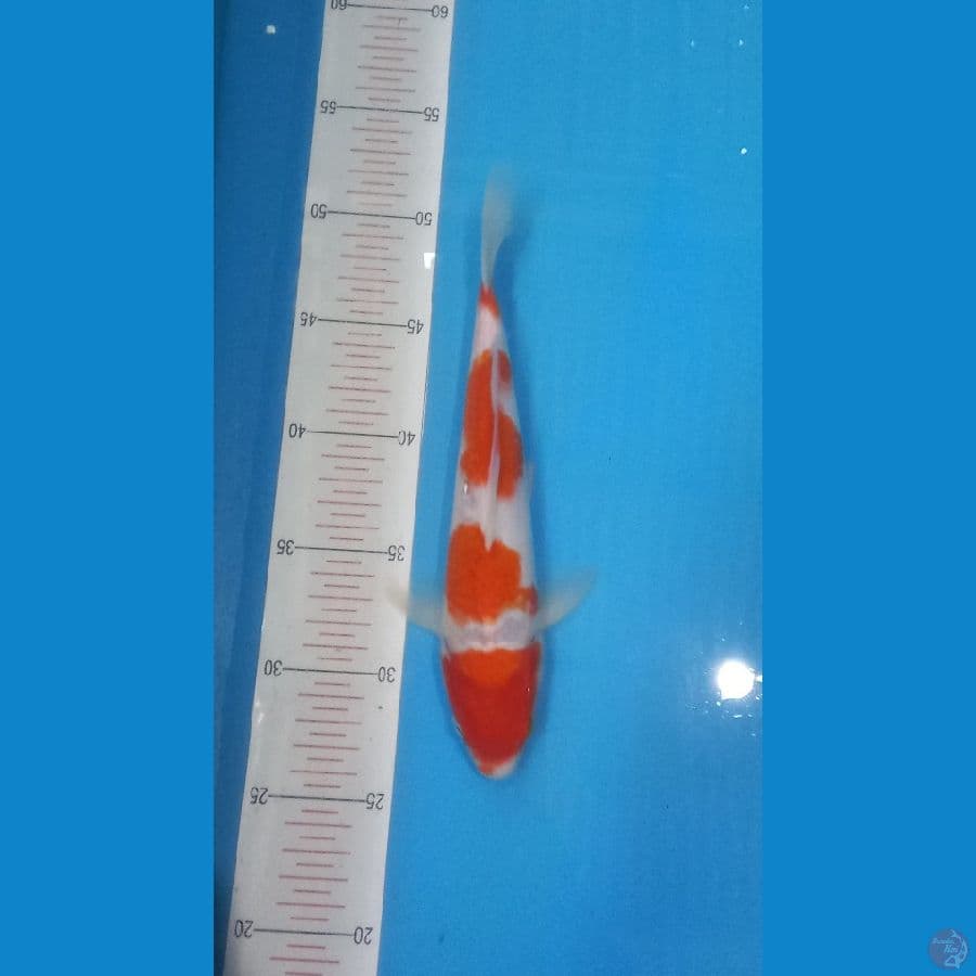 kohaku 4 step