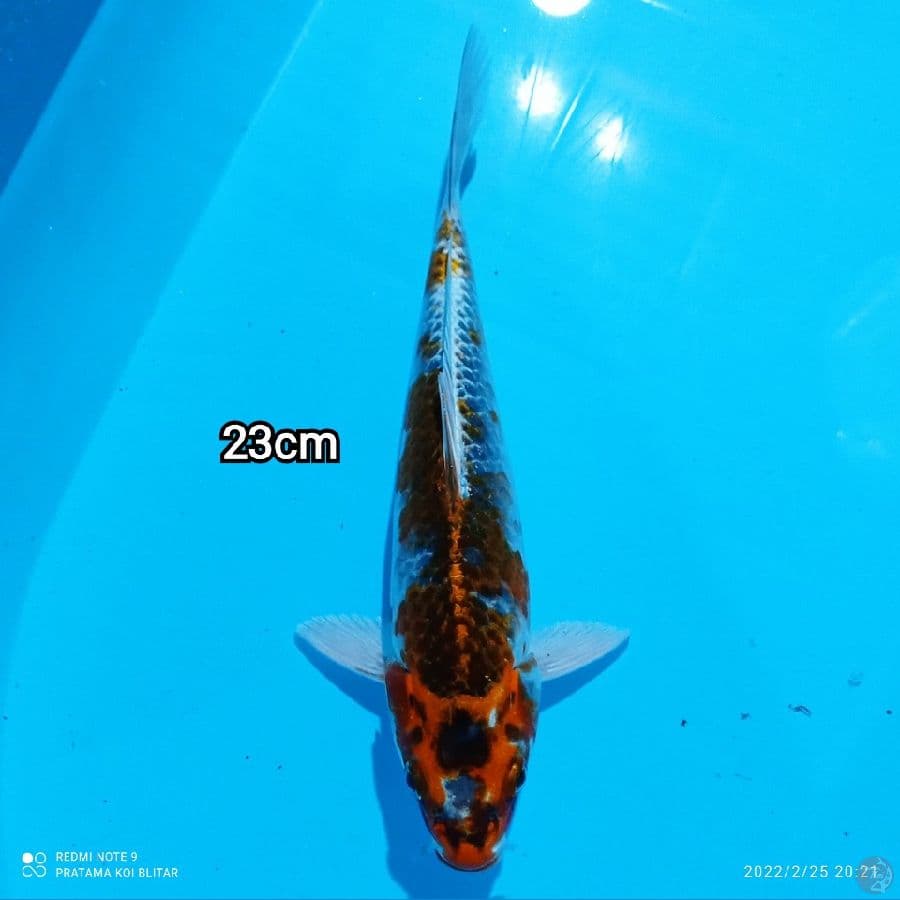 Mizzu - Kujaku 23Cm