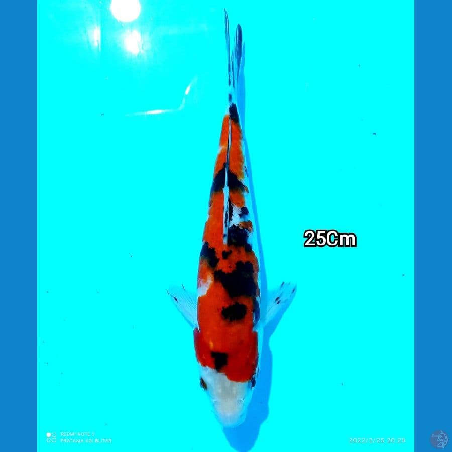 Mizzu - Sanke 25Cm