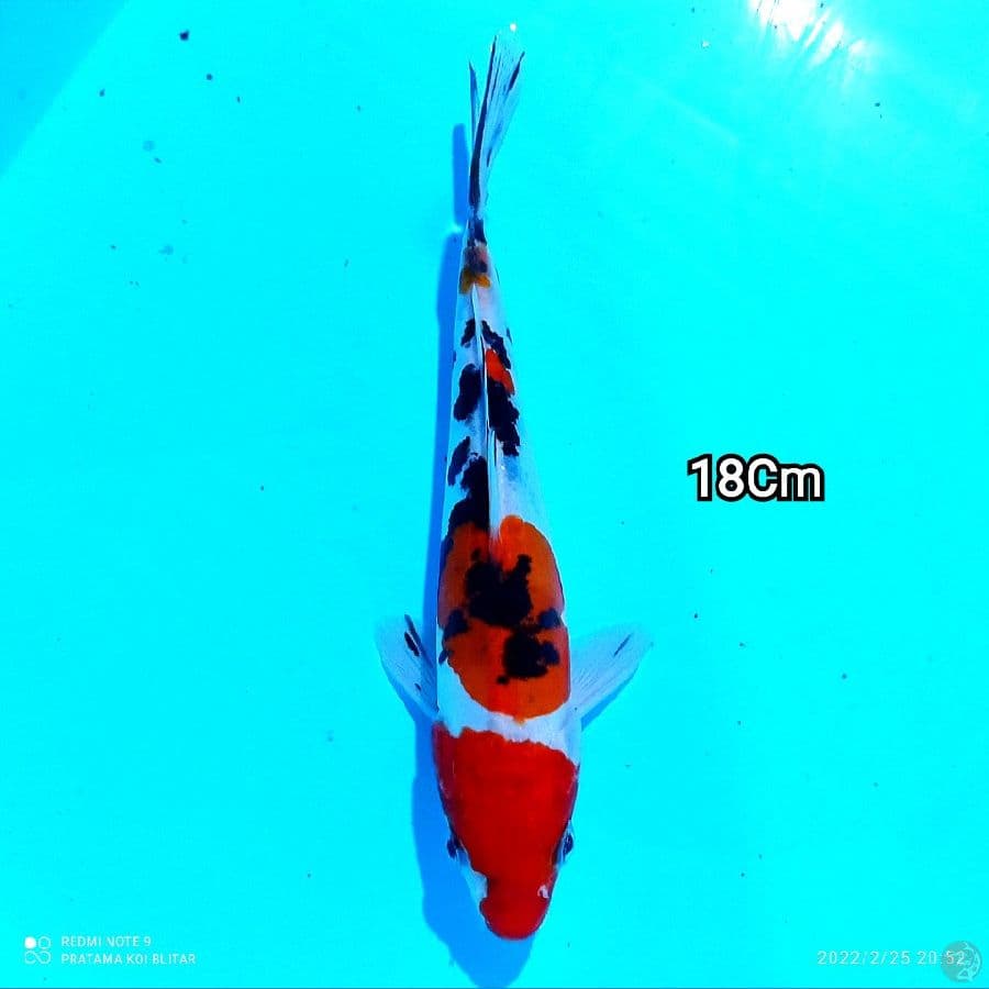 Mizzu - Sanke Doitsu 18Cm HQ