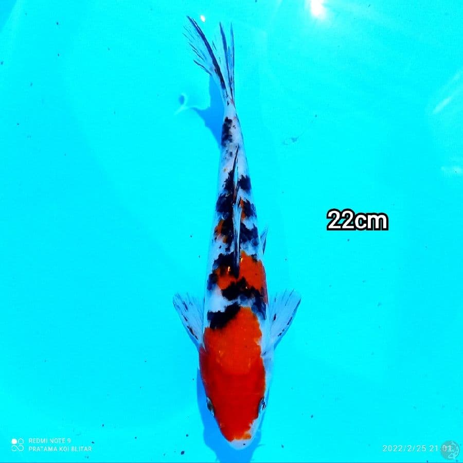 Mizzu - Sanke 22Cm