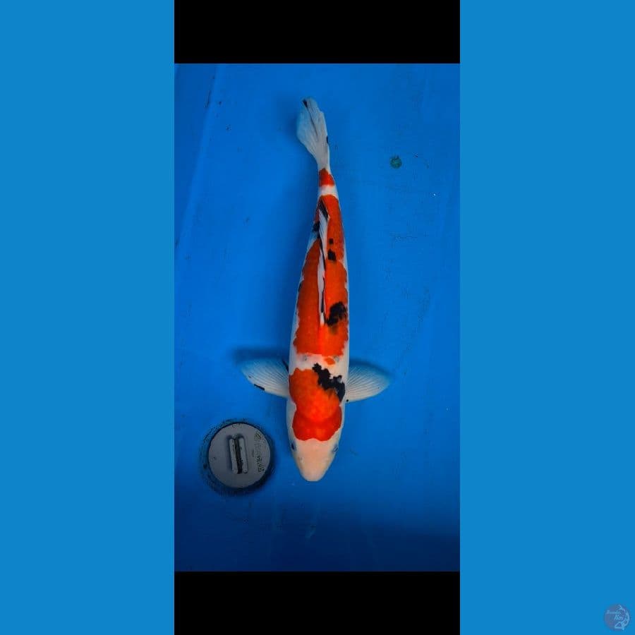 Taisho Sanshoku 43cm