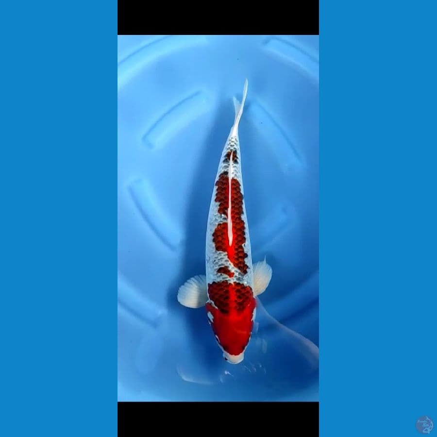 ghosiki male jozz 50bu