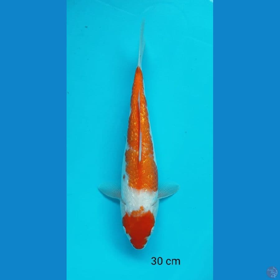 KOHAKU GINRIN 30 cm