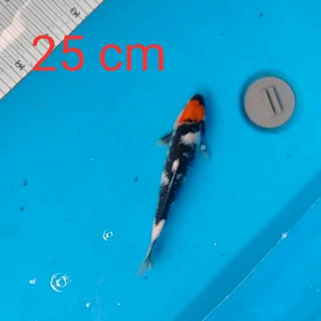 Tancho showa 25 cm