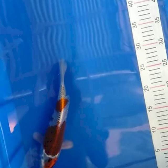 Kujaku 25 cm