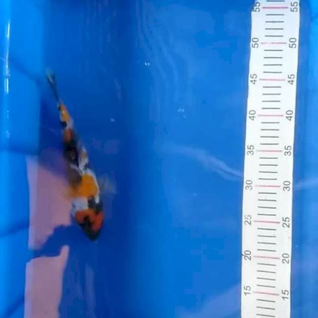Showa 24 cm