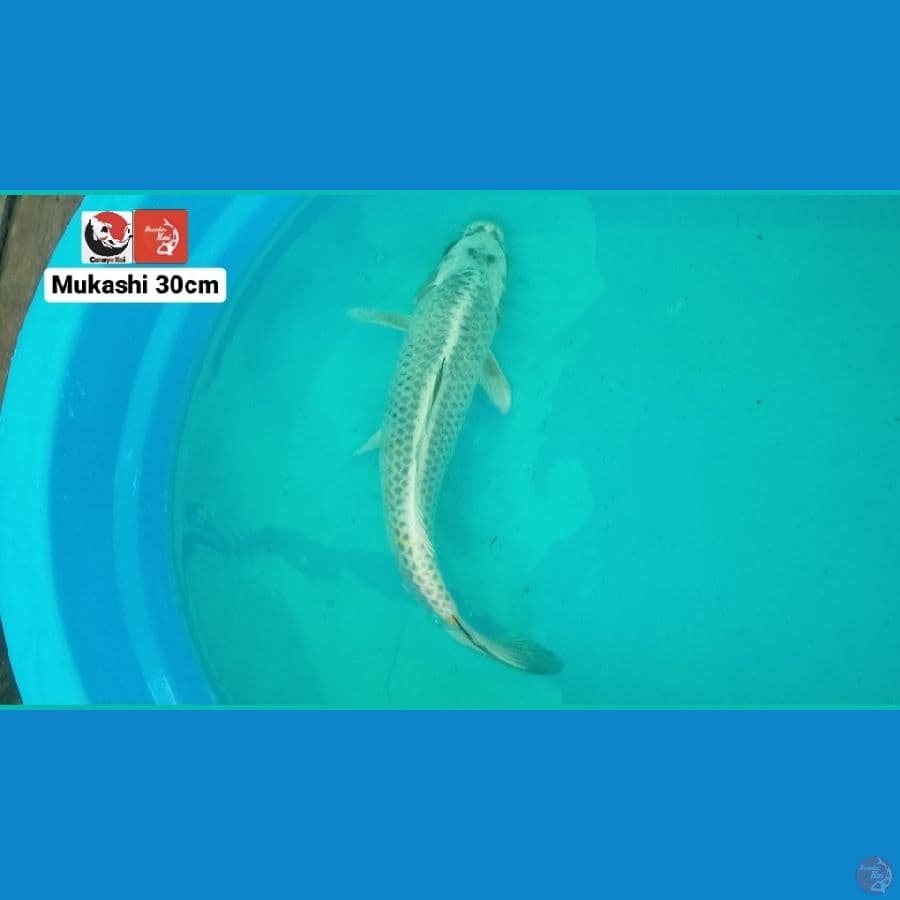 MUKASHI 30CM --- CANAYA KOI FARM