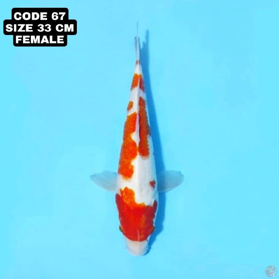 KOHAKU BODY BESAR