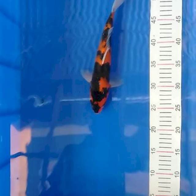 Hi showa 28 cm