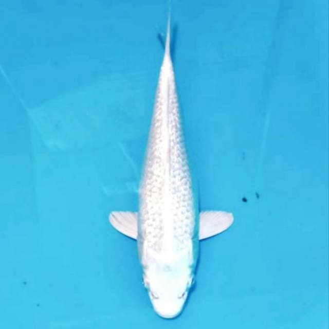 Platinum ginrin putih bersih bling bling 27cm