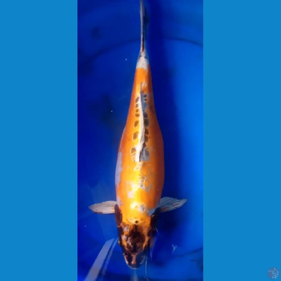 KIN KIKORYU 45CM UP