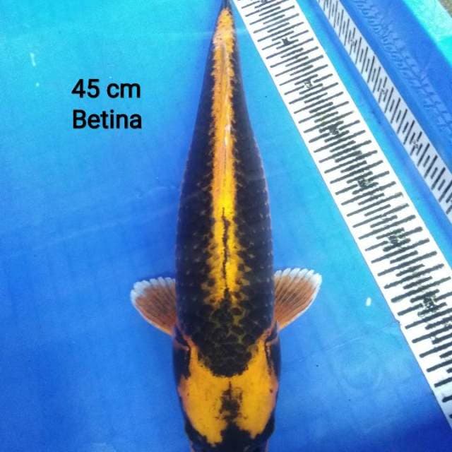 Kabuto 45 cm