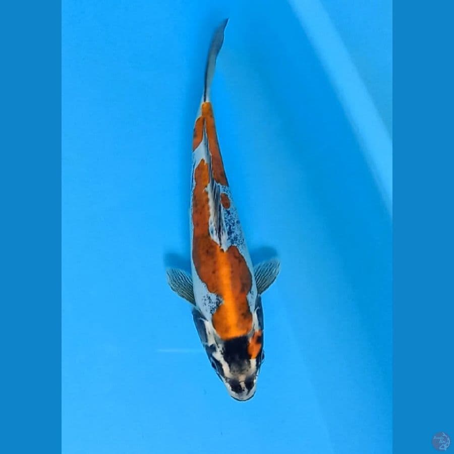 Kiko