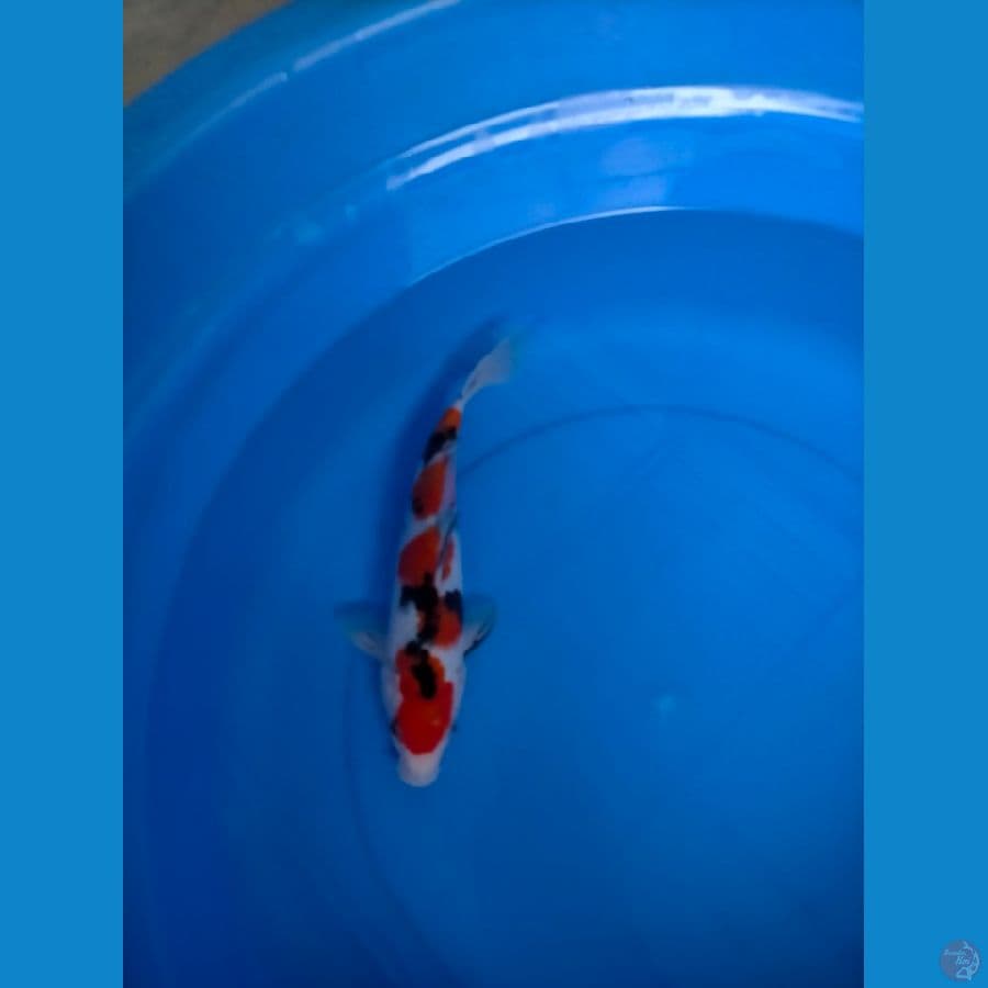 taiso sansoku 30cm. male