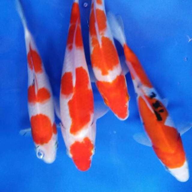 Mix kohaku sanke doit