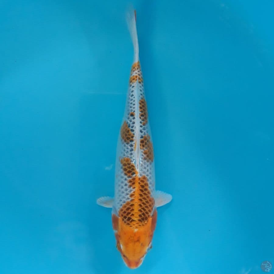 Yellow Kujaku 30cm