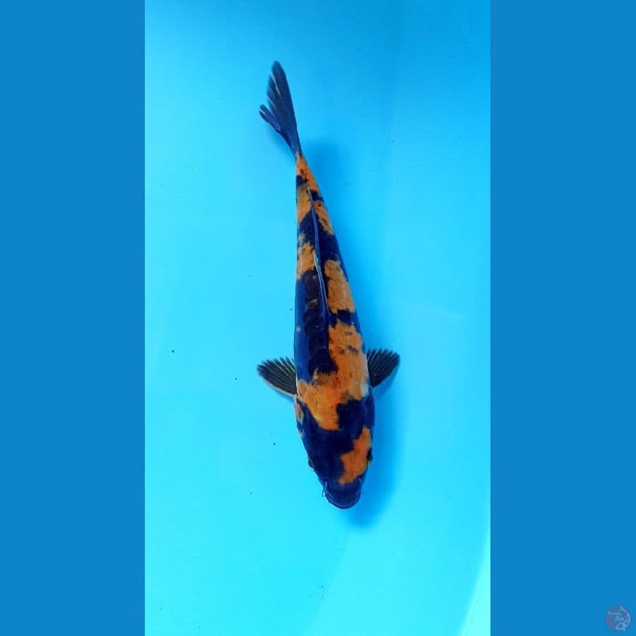 utsuri doitsu 19cm