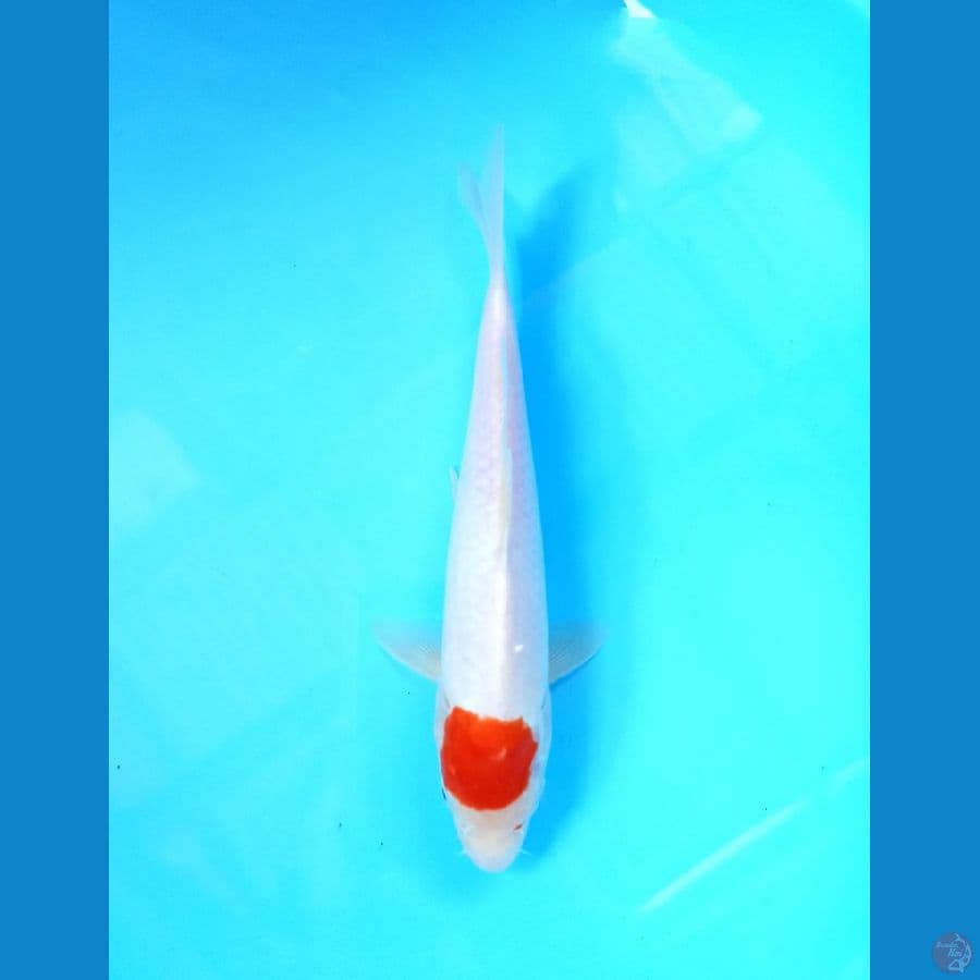 tancho kohaku 25cm