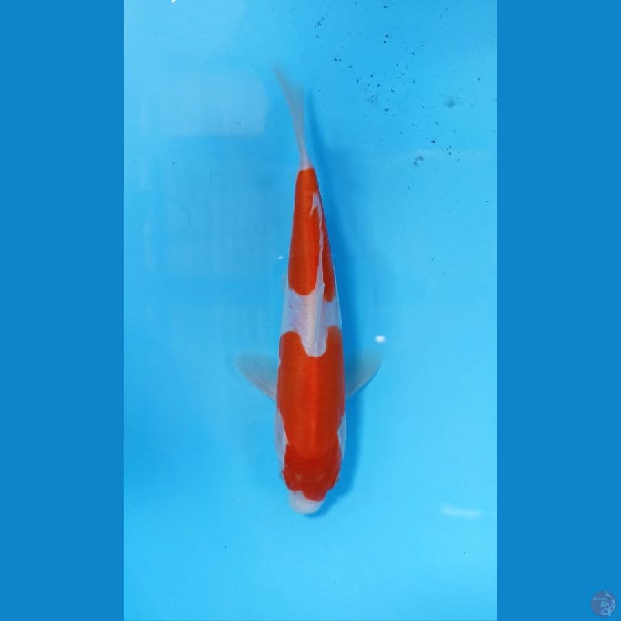 kohaku soitsu 20cm