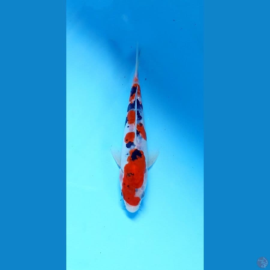 sanke doitsu 17cm