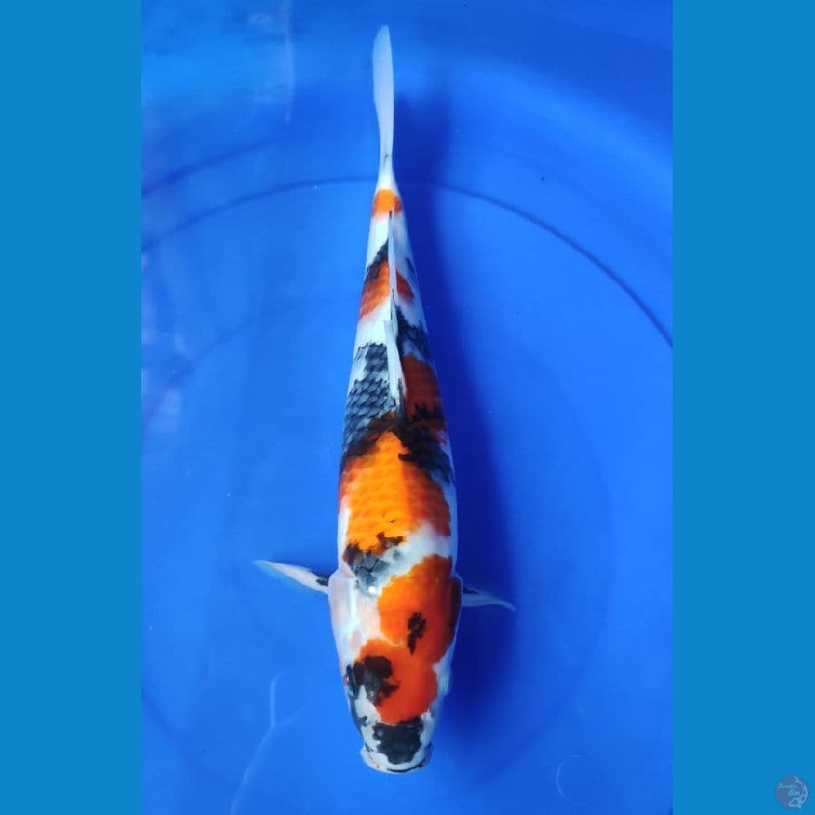 showa 37 cm