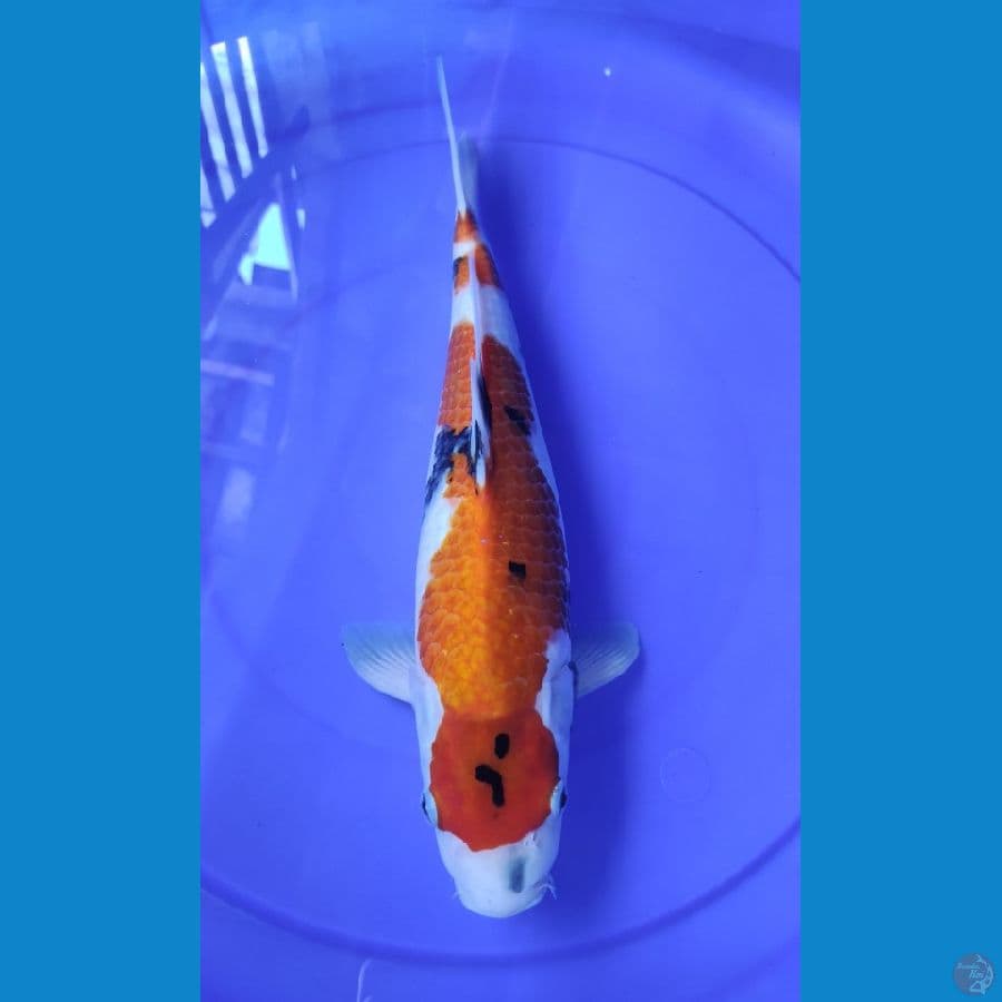 40 cm