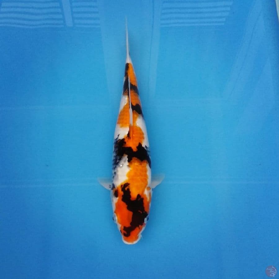 INAZUMA SHOWA 32CM