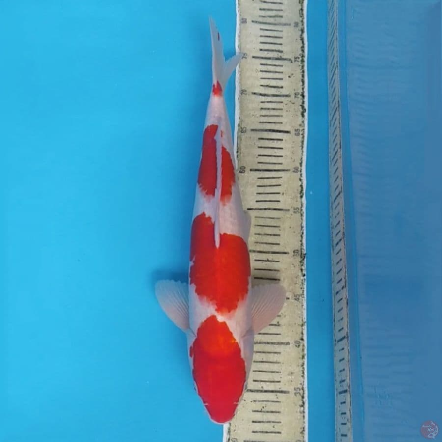 Kohaku ~45