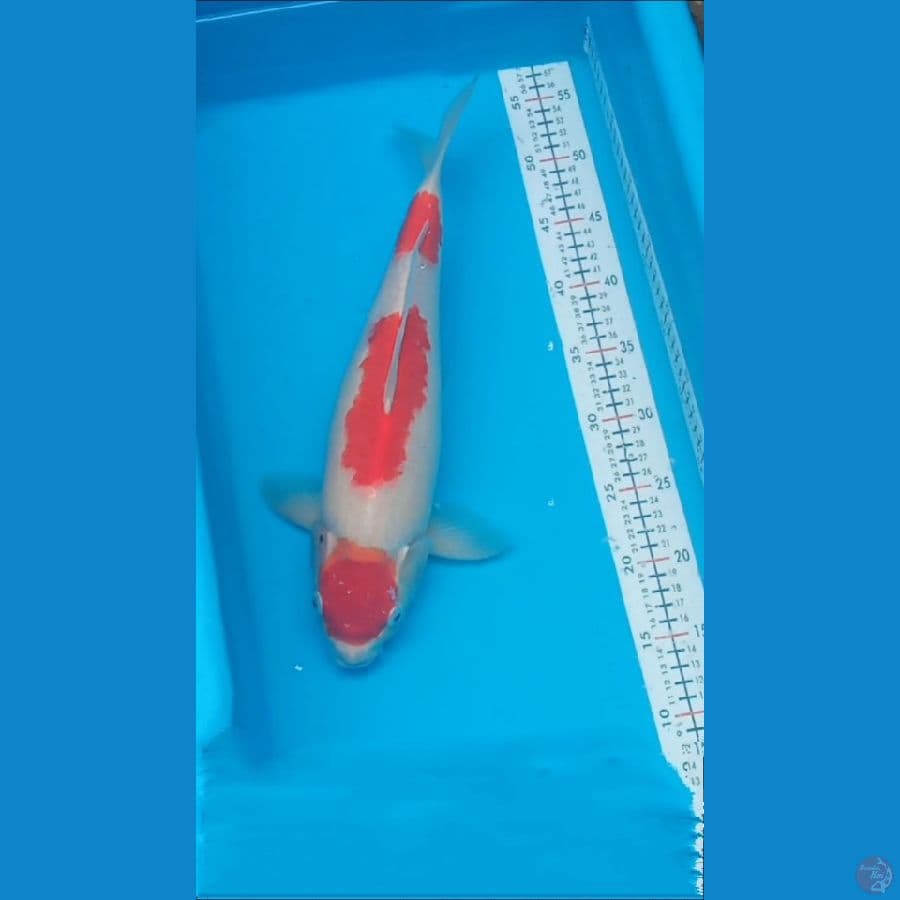 KOHAKU 40 CM