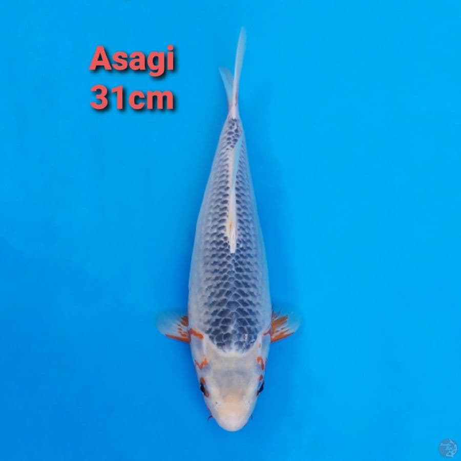 ASAGI 31CM