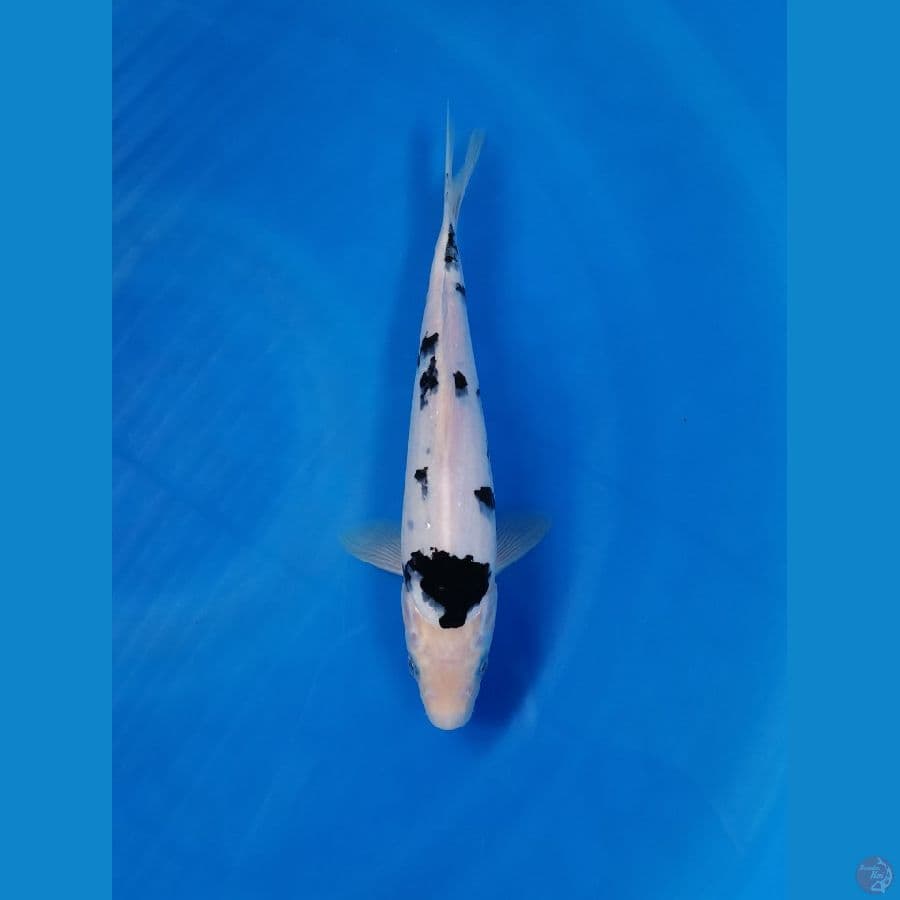BEKKO 24cm