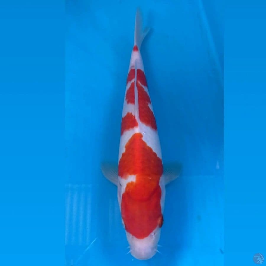 kohaku, 30 cm