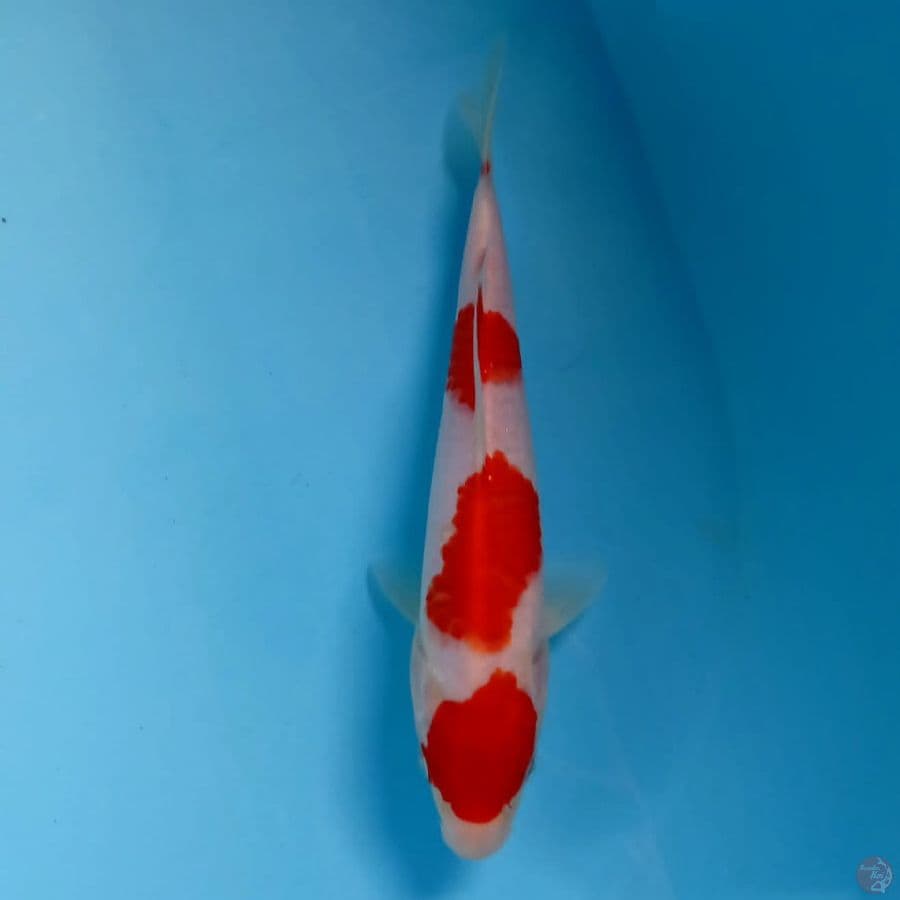 kohaku, 21 cm