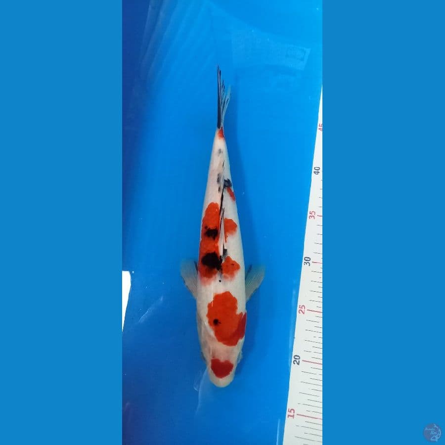 Maruten sanke 32cm ory