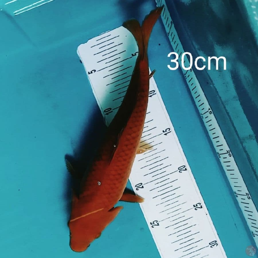 Tembaga 30cm