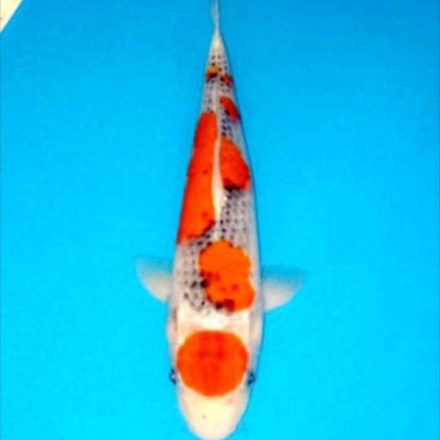 Maruten goshiki HQ 32cm