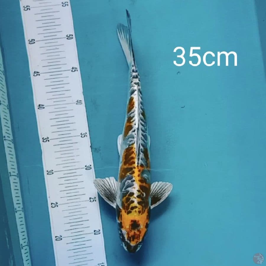 Kikokuryu 35cm