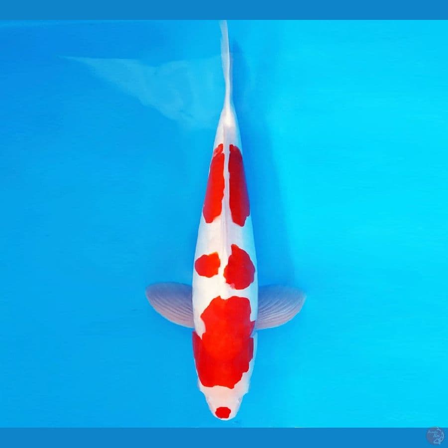 RONIN 3 ~ KOHAKU DOITSU 33 cm/fm ™