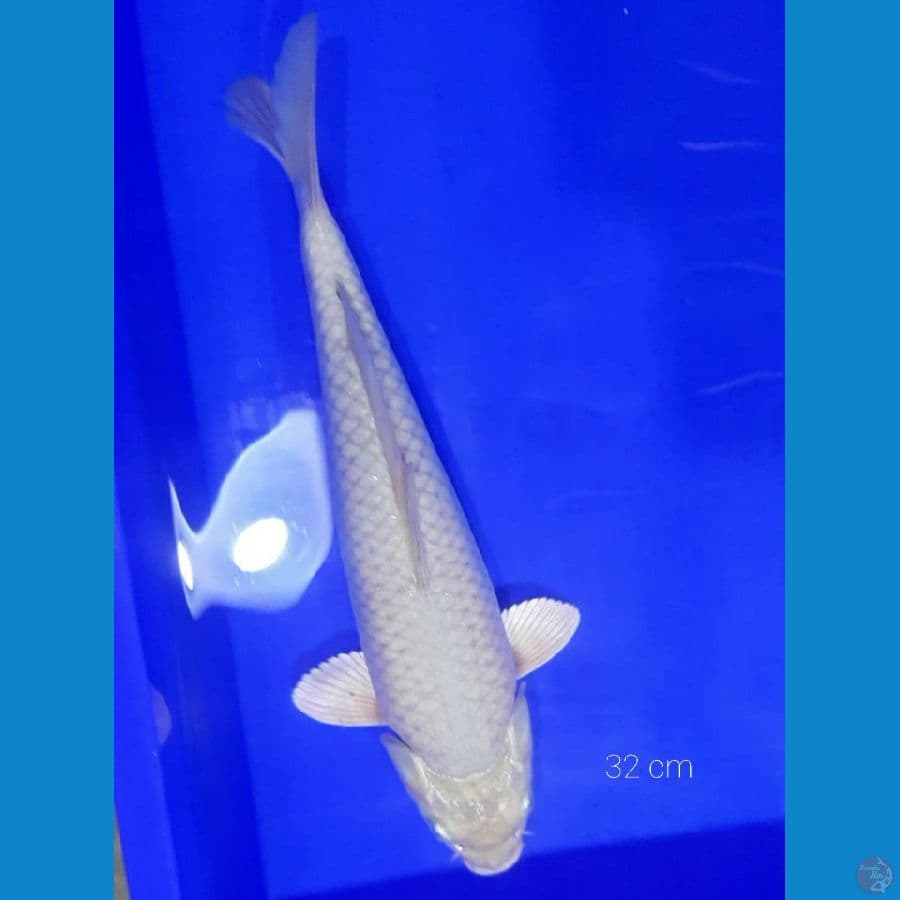 SORAGOI 32 CM