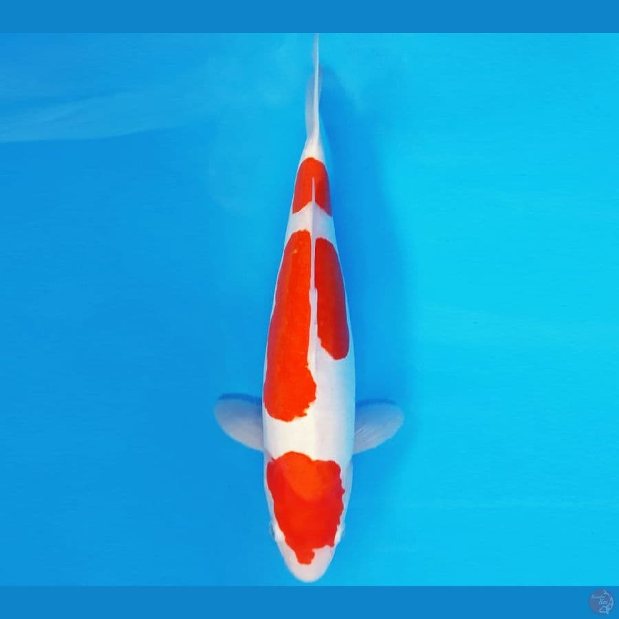 RONIN 8 ~ KOHAKU DOITSU 33 cm/fm ™