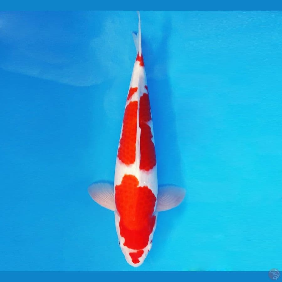 RONIN 11 ~ KOHAKU 40 cm/male ™