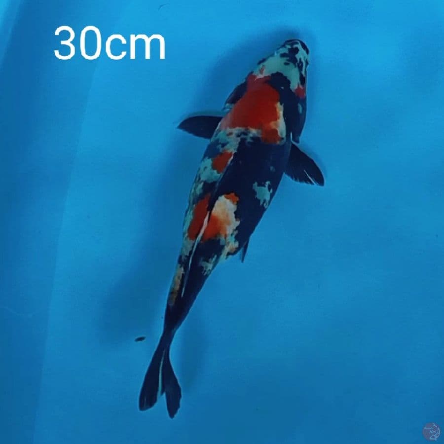 showa 30cm