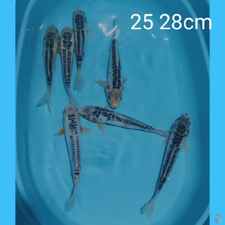 shusui asagi 25 28cm
