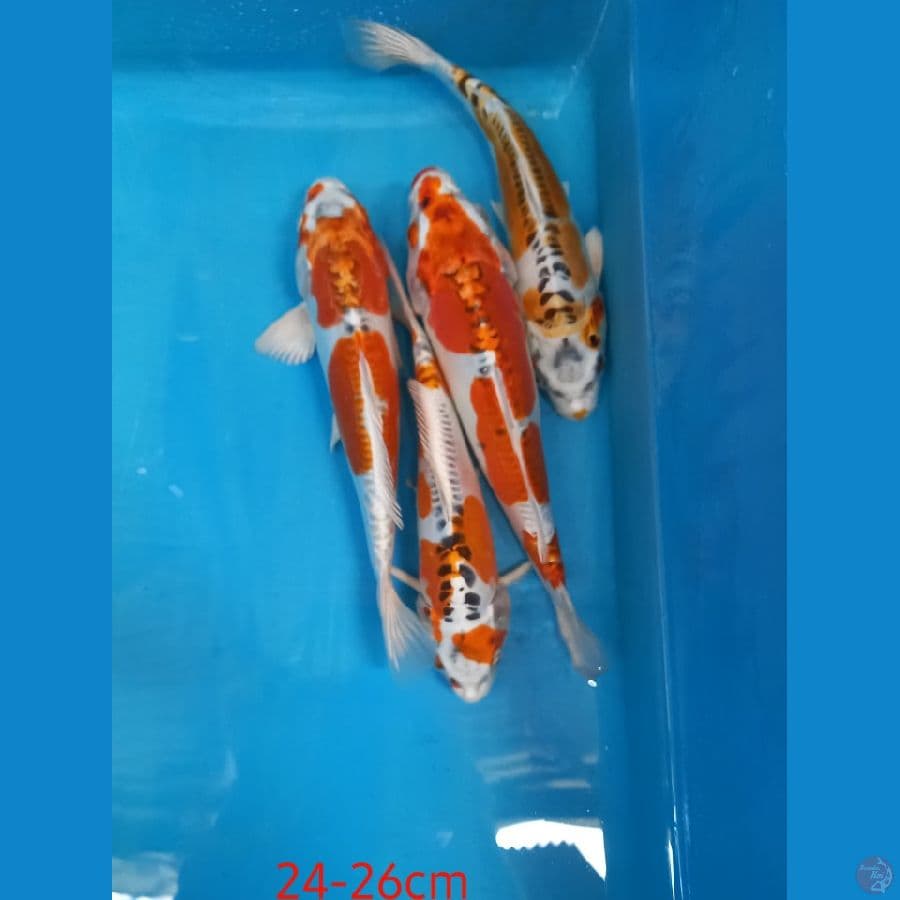 kiko 4 ekor