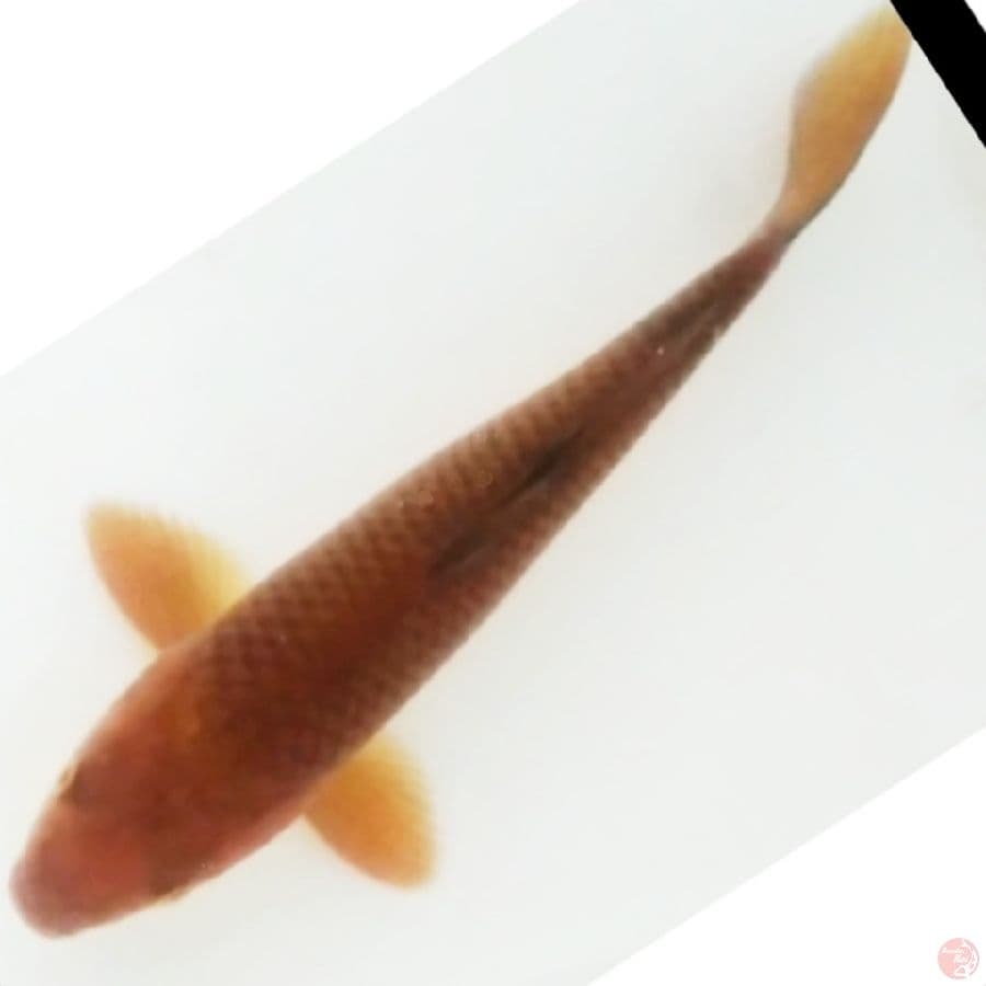 chagoi tembaga